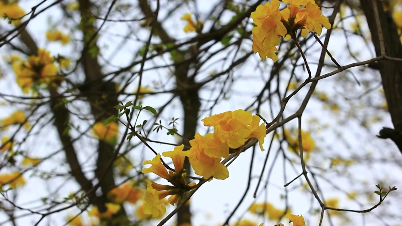 黄色的花 黄花风铃木视频素材