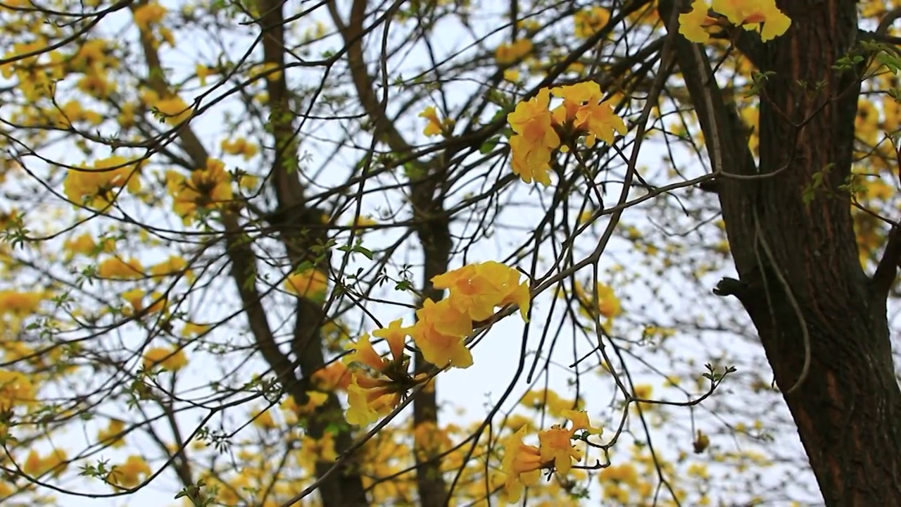 黄花风铃视频素材