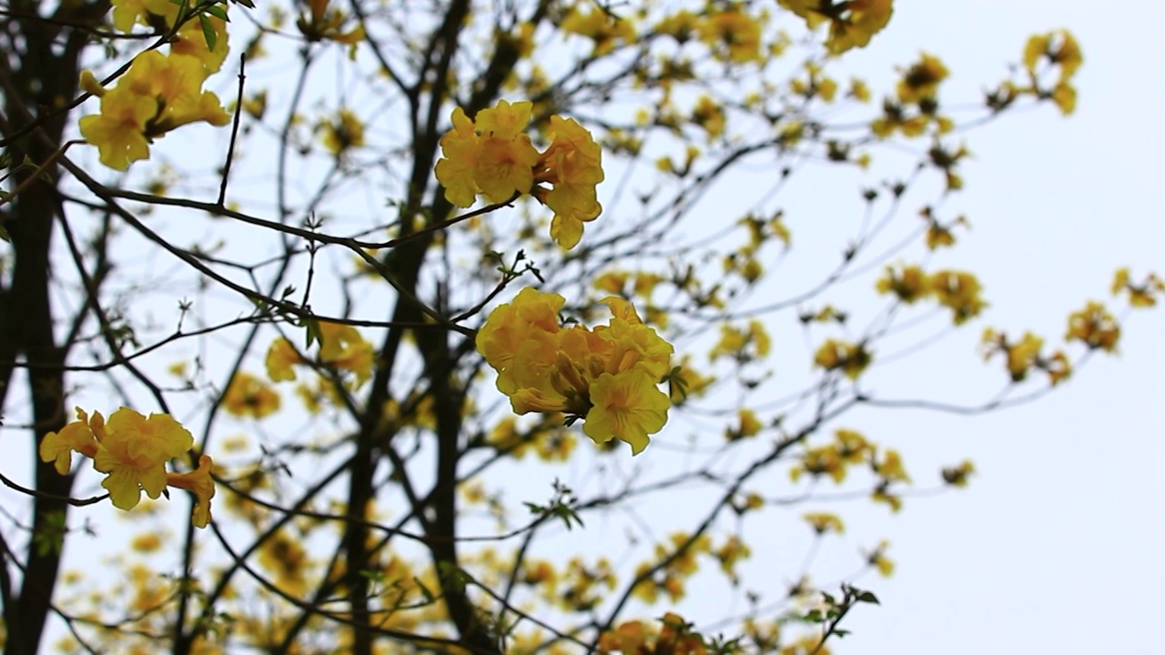 黄花风铃视频素材