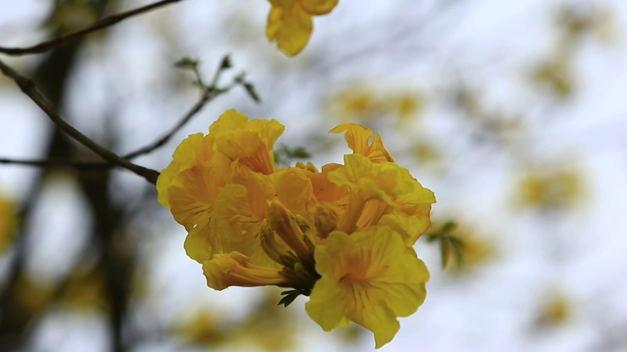 黄花风铃视频素材