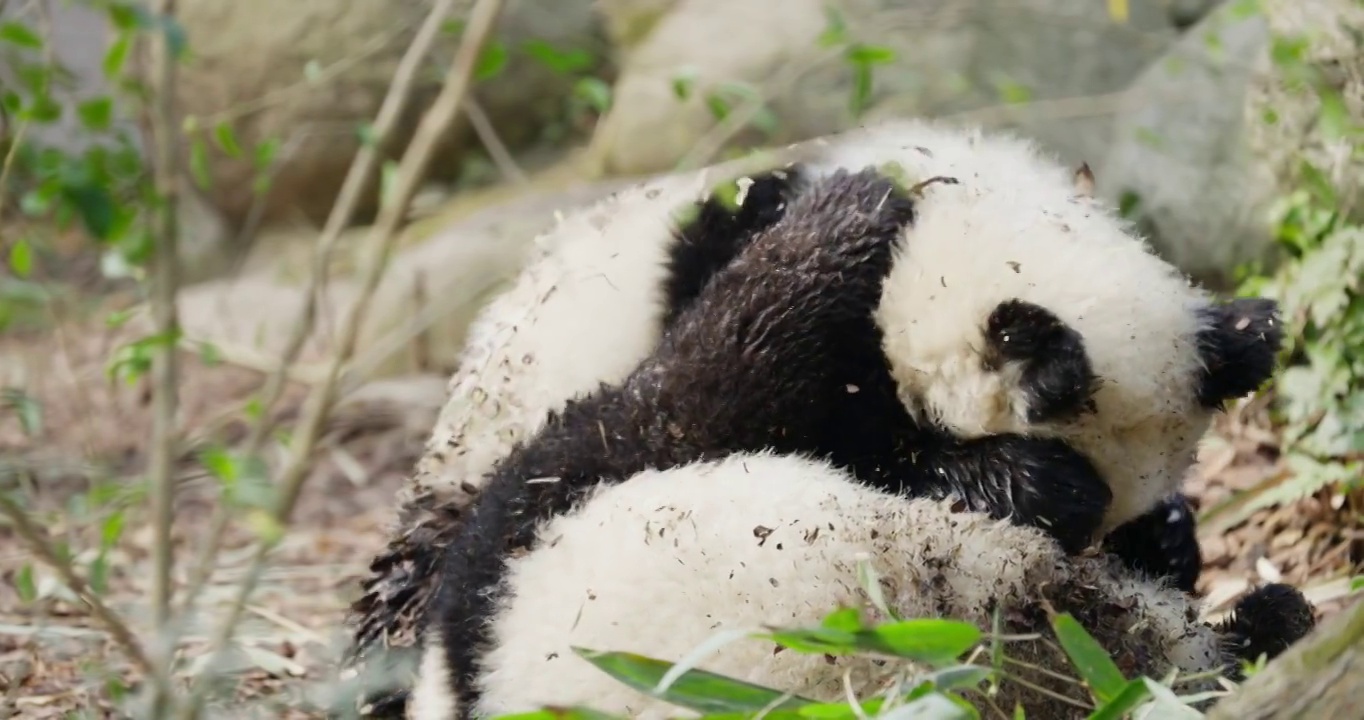 两只可爱的大熊猫宝宝在一起玩耍摔跤视频素材