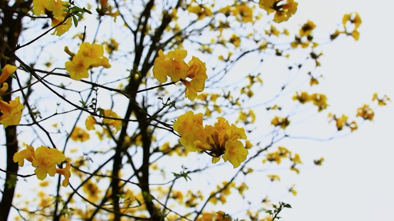 黄花风铃视频素材