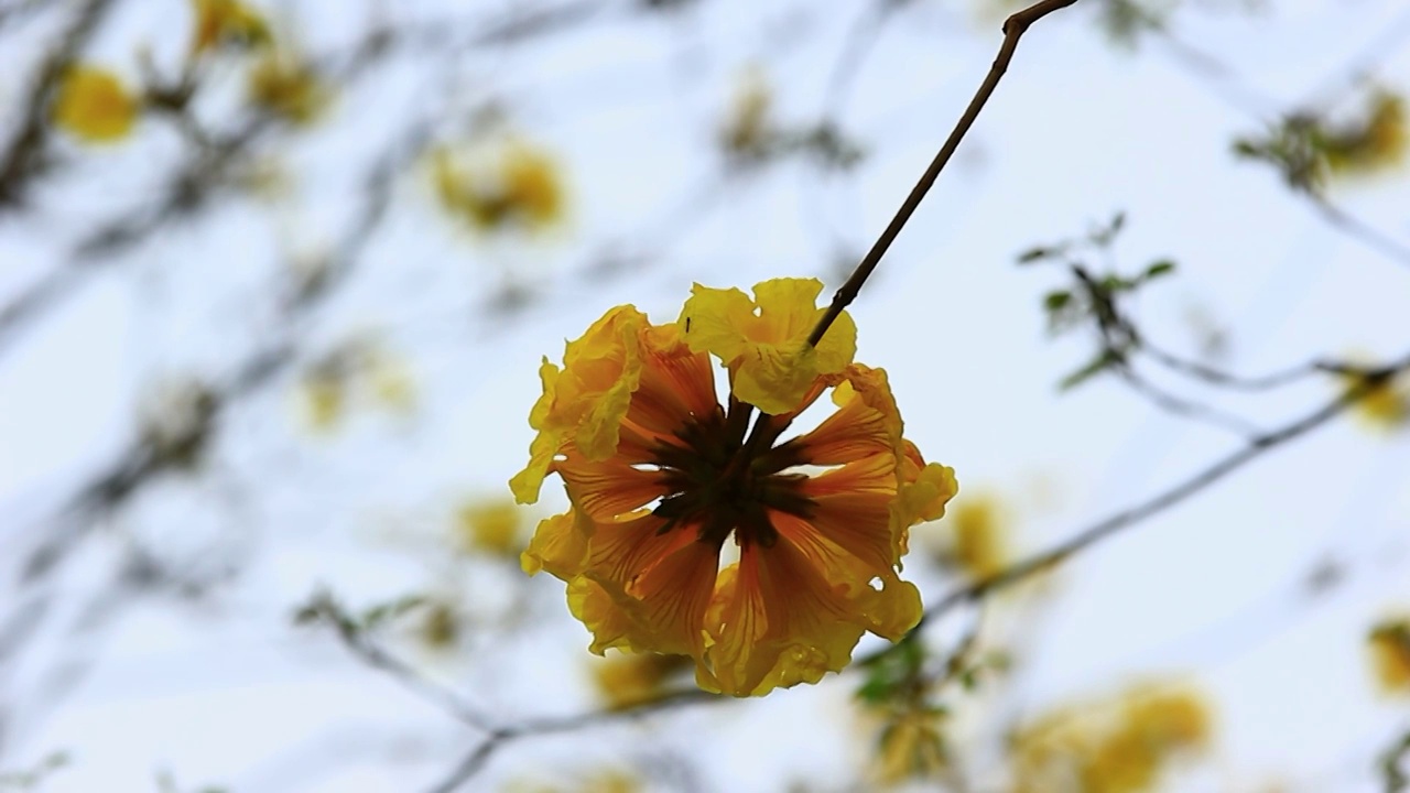 黄花风铃视频素材