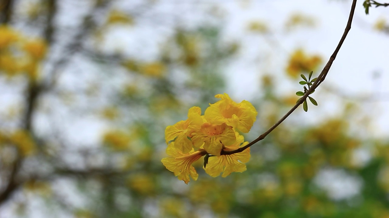 黄花风铃视频素材