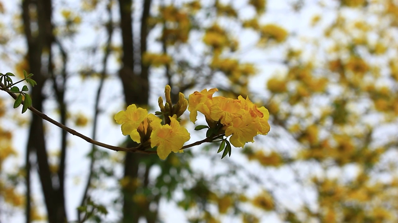 黄花风铃视频素材