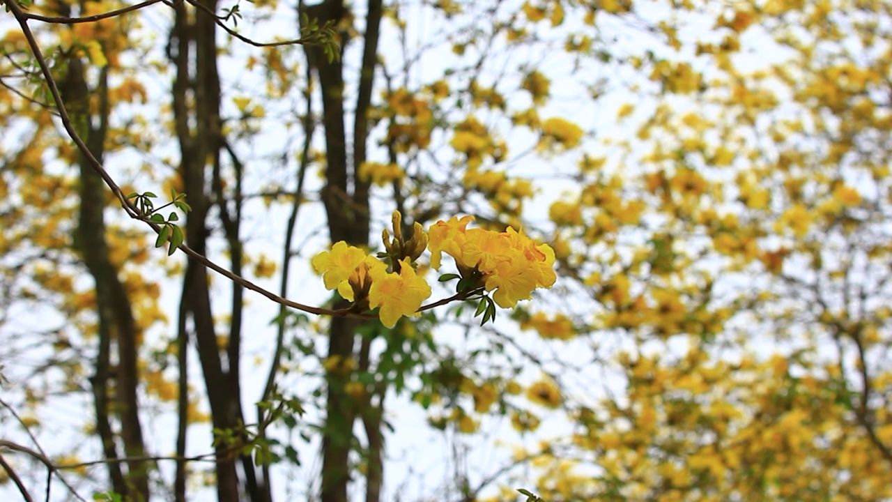 黄花风铃视频素材