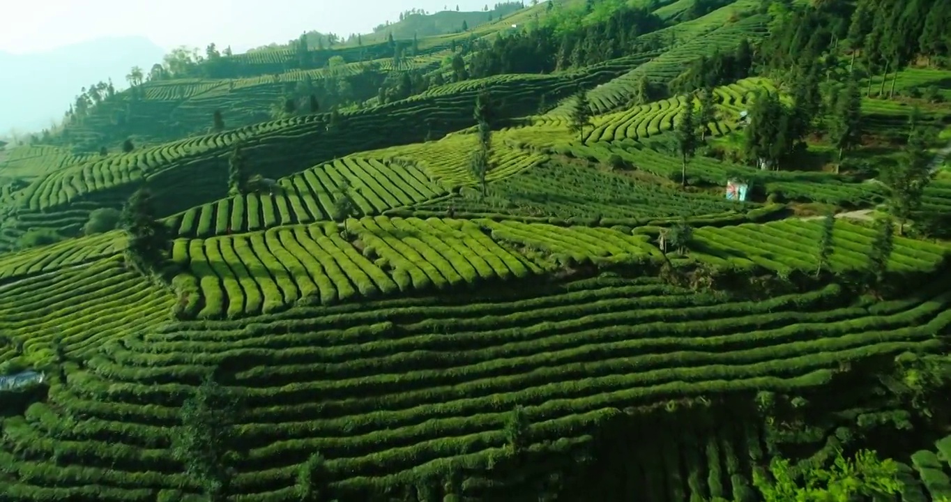 绿意盎然 峨眉山下美丽的茶园视频素材