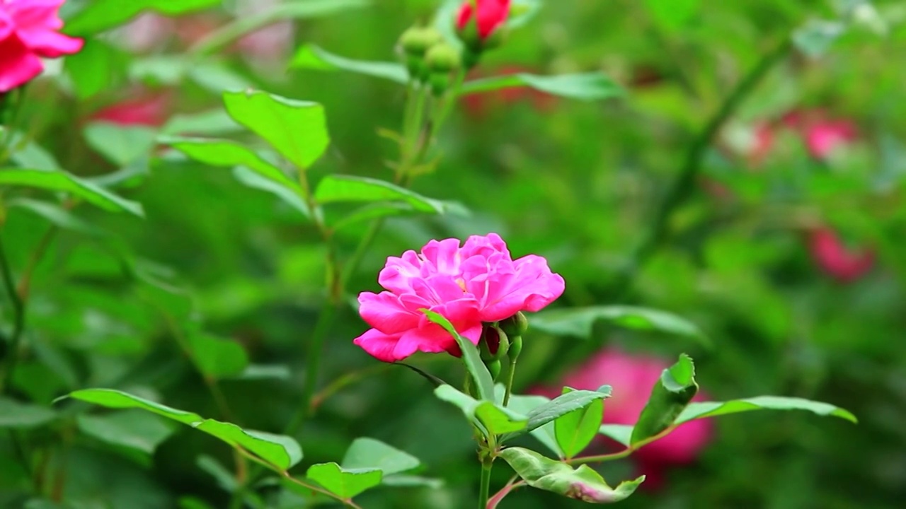 粉色的月季花开视频素材