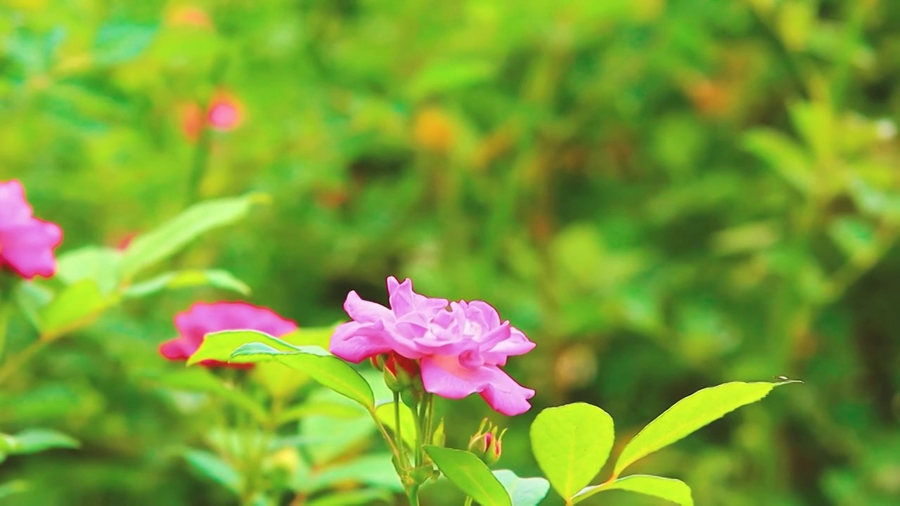 粉色的月季花开视频素材