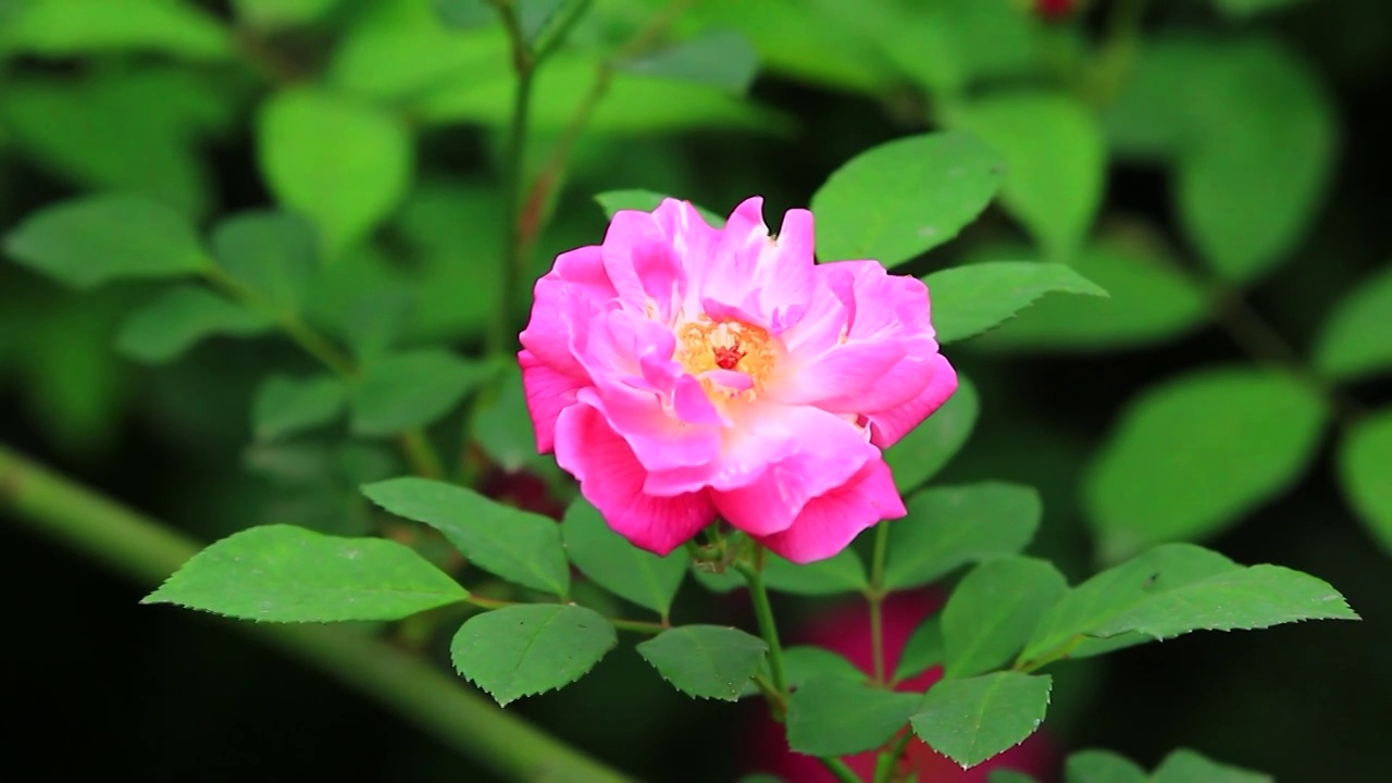 月季花开在春天视频素材