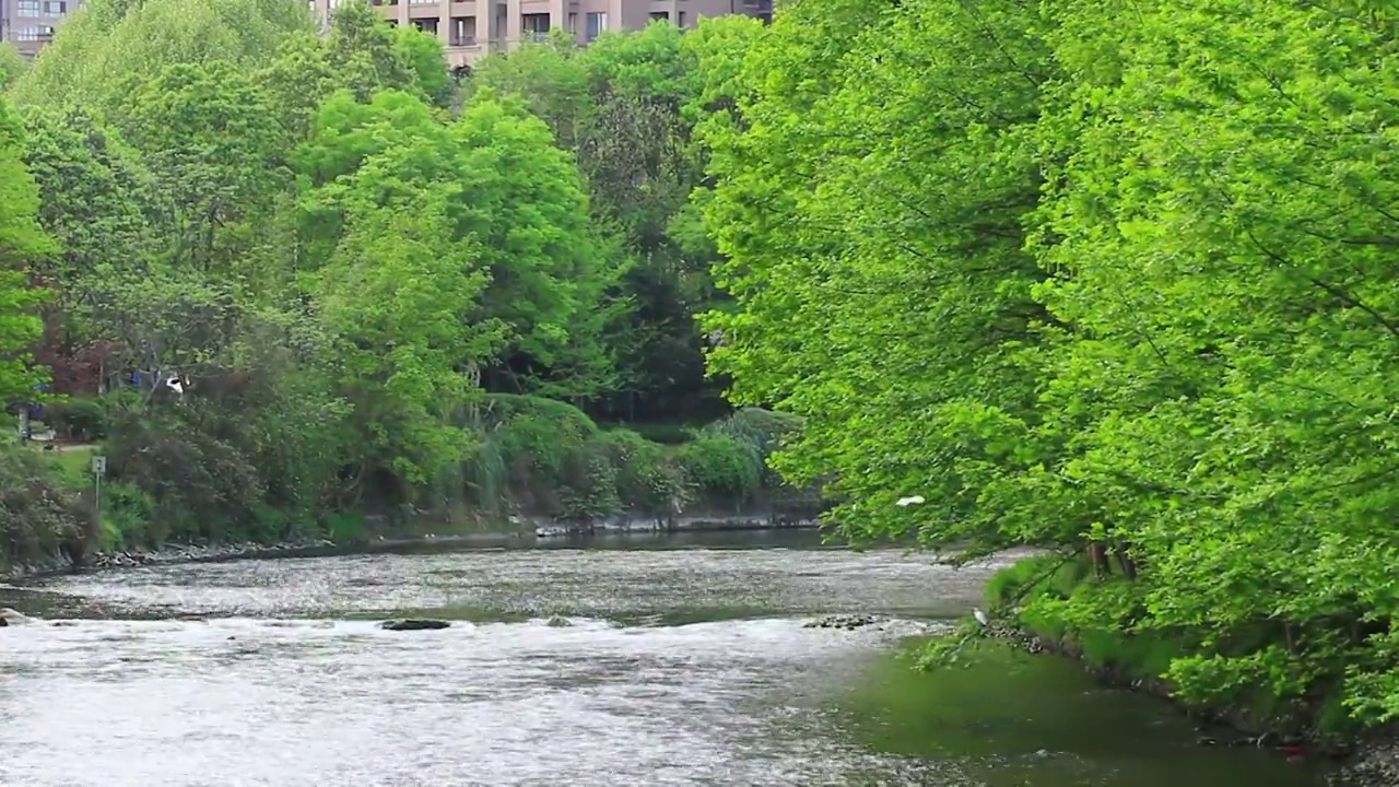 四川省成都市温江区江安河湿地傍晚栖息的白鹭捕食场景视频素材