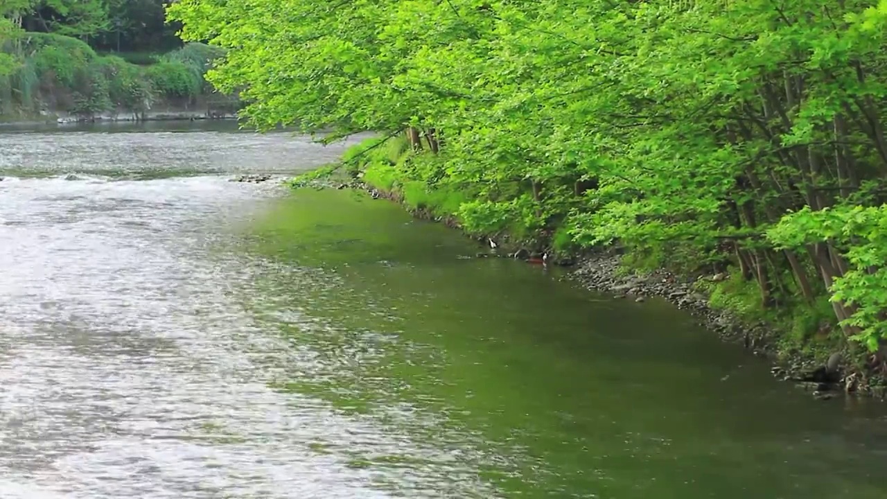 四川省成都市温江区江安河湿地傍晚栖息的白鹭捕食场景视频素材