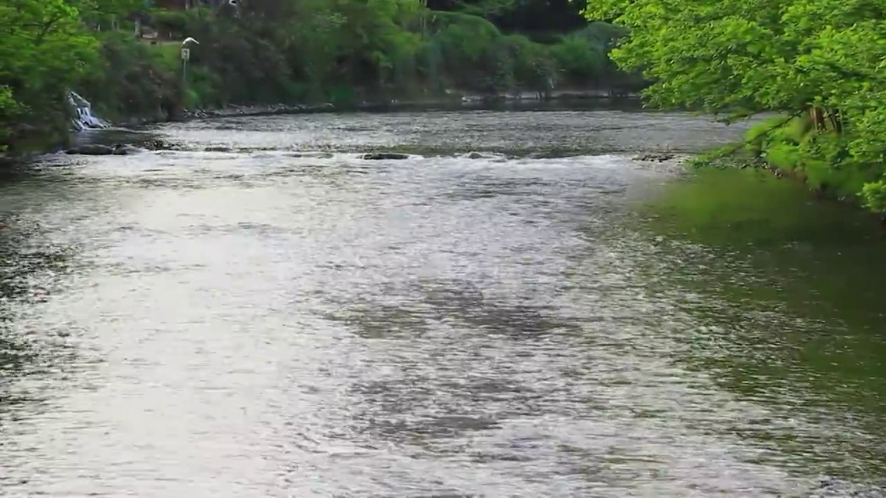 四川省成都市温江区江安河湿地傍晚栖息的白鹭捕食场景视频素材