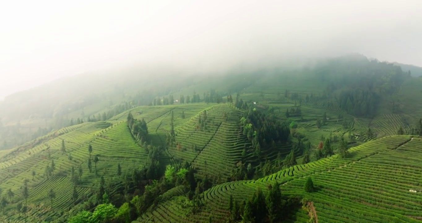 春天里四川峨眉山下茶山茶园梯田的航拍镜头视频素材