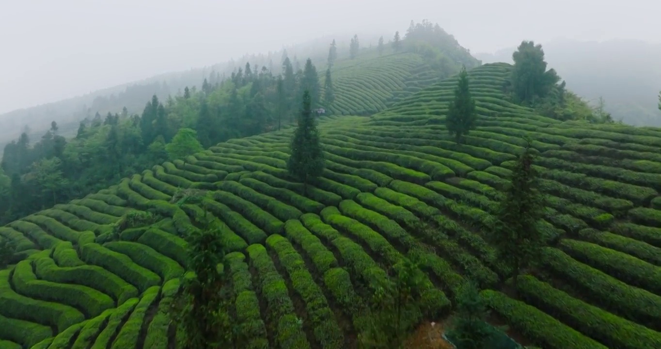 春天里四川峨眉山下茶山茶园梯田的航拍镜头视频素材