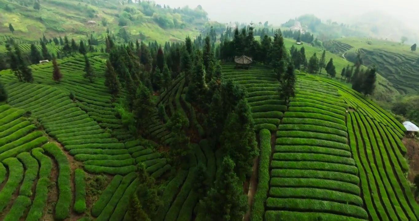 春天里四川峨眉山下茶山茶园梯田的航拍镜头视频素材