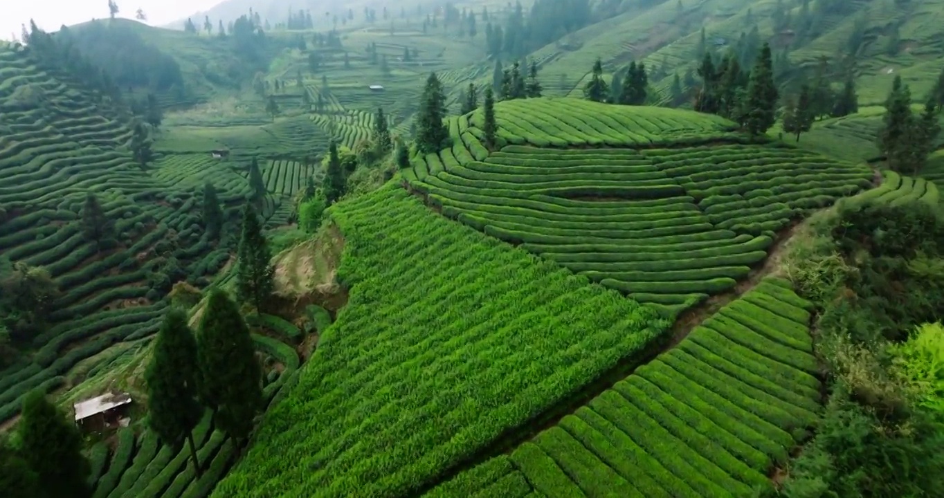 春天里四川峨眉山下茶山茶园梯田的航拍镜头视频素材