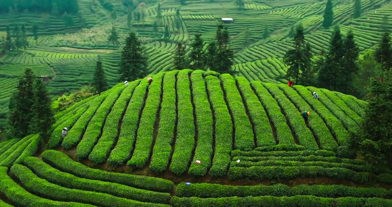 四川峨眉山下茶园的航拍风景茶农在绿油油的茶山上采摘茶叶视频素材