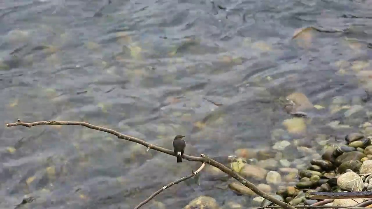 河边枯枝上的水鸟视频素材