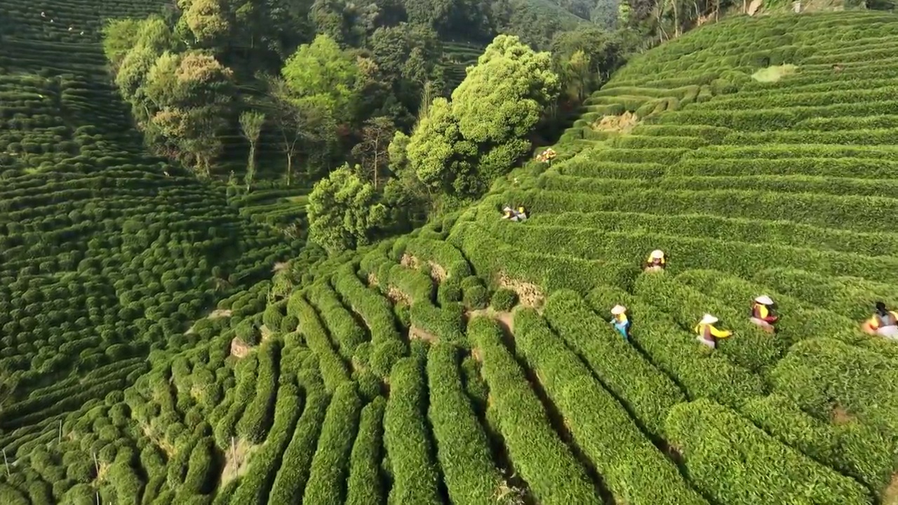 4K航拍杭州西湖龙井茶山新茶采摘视频素材