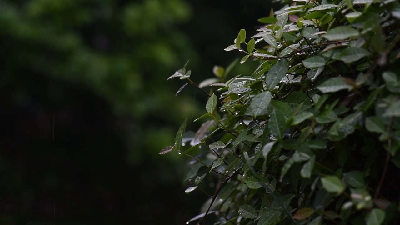 细雨中的植物视频素材