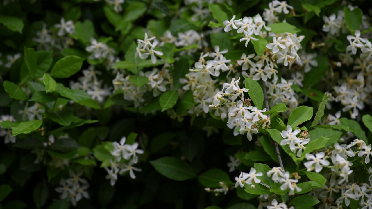 藤本植物风车茉莉花视频素材