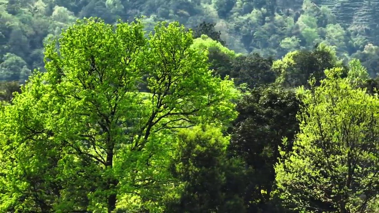 茶园里茶农忙着采摘茶叶视频素材