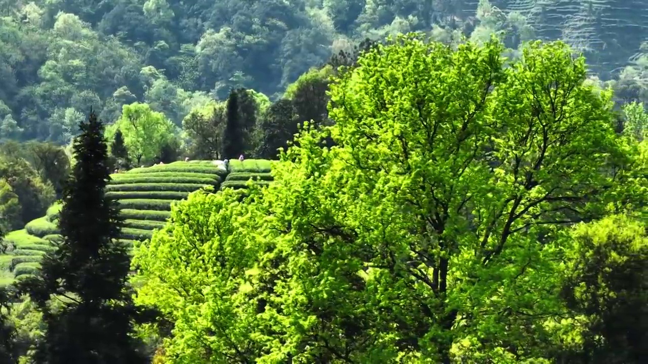 茶园里茶农忙着采摘茶叶视频素材