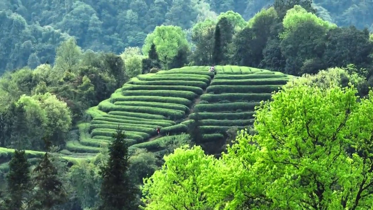 茶园里茶农忙着采摘茶叶视频素材