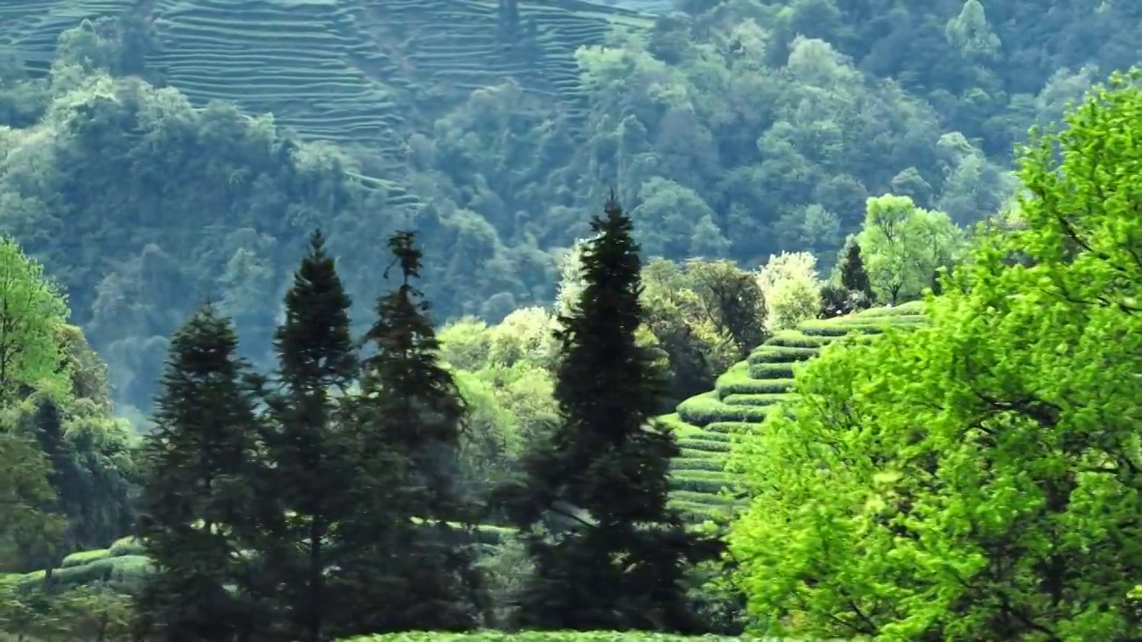 茶园里茶农忙着采摘茶叶视频素材