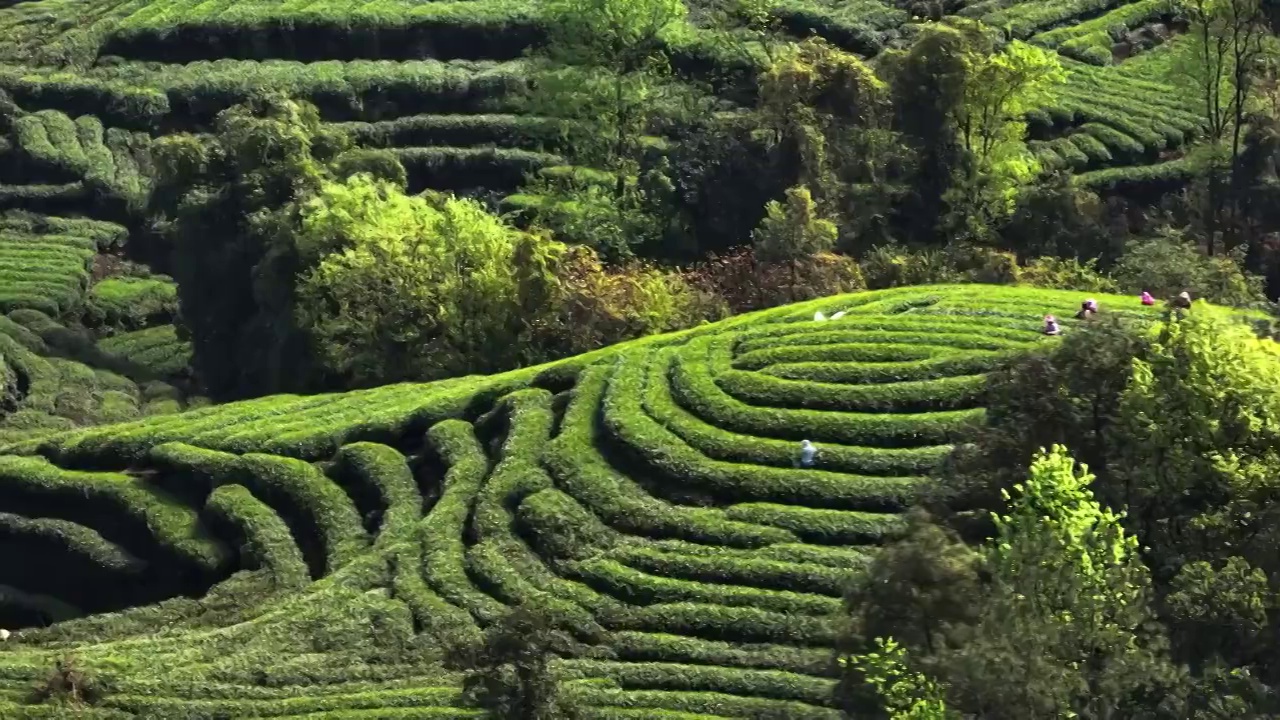 茶农在春天的茶园采摘新鲜茶叶视频素材