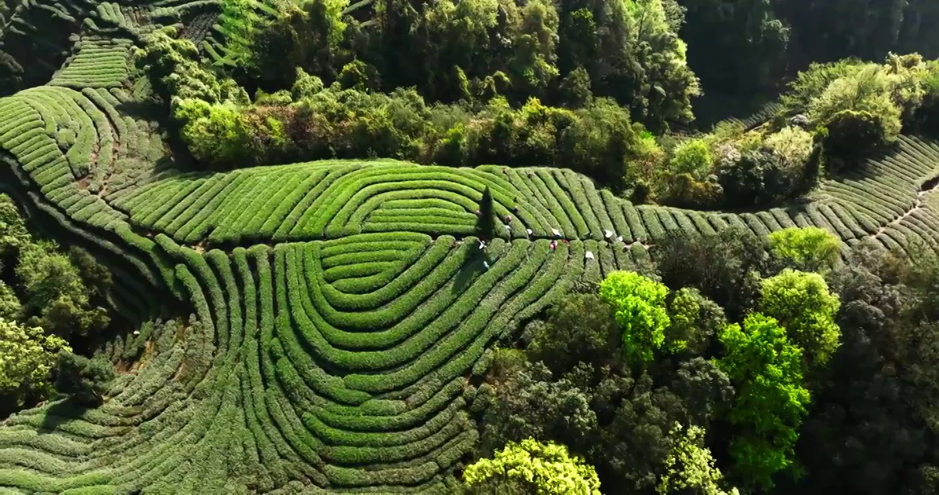 茶农在春天的茶园采摘新鲜茶叶视频素材