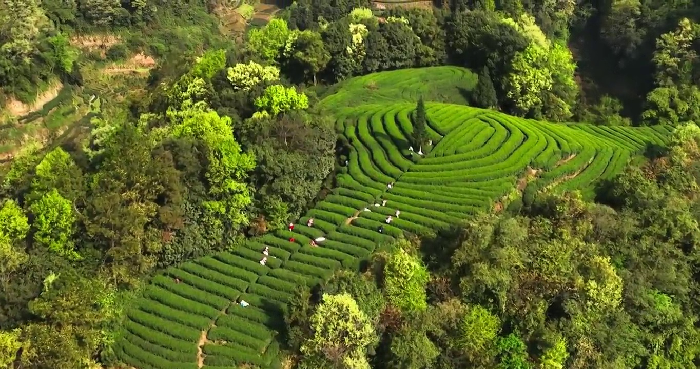 茶农在春天的茶园采摘新鲜茶叶视频素材