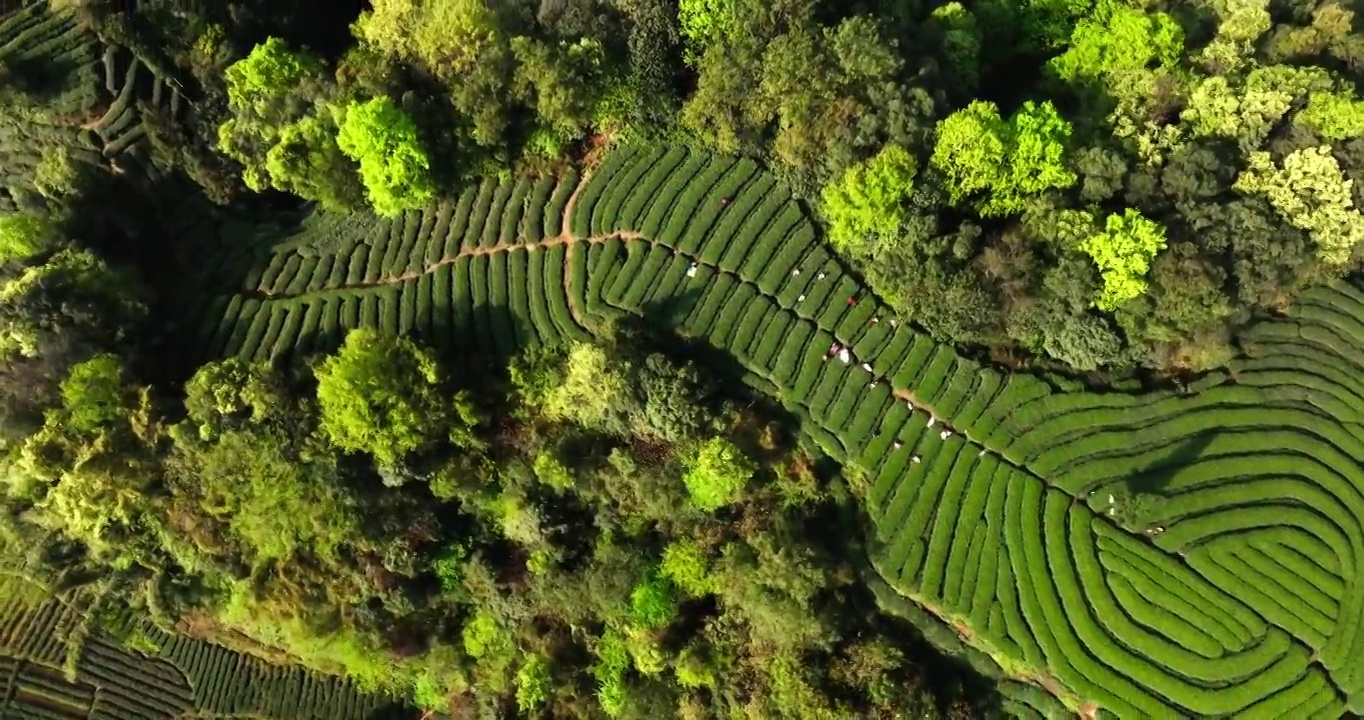 茶农在春天的茶园采摘新鲜茶叶视频素材