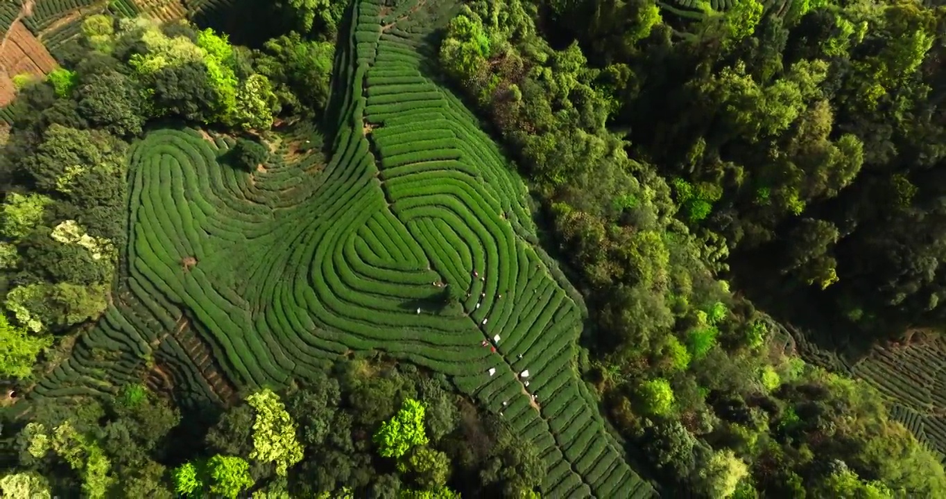 茶农在春天的茶园采摘新鲜茶叶视频素材