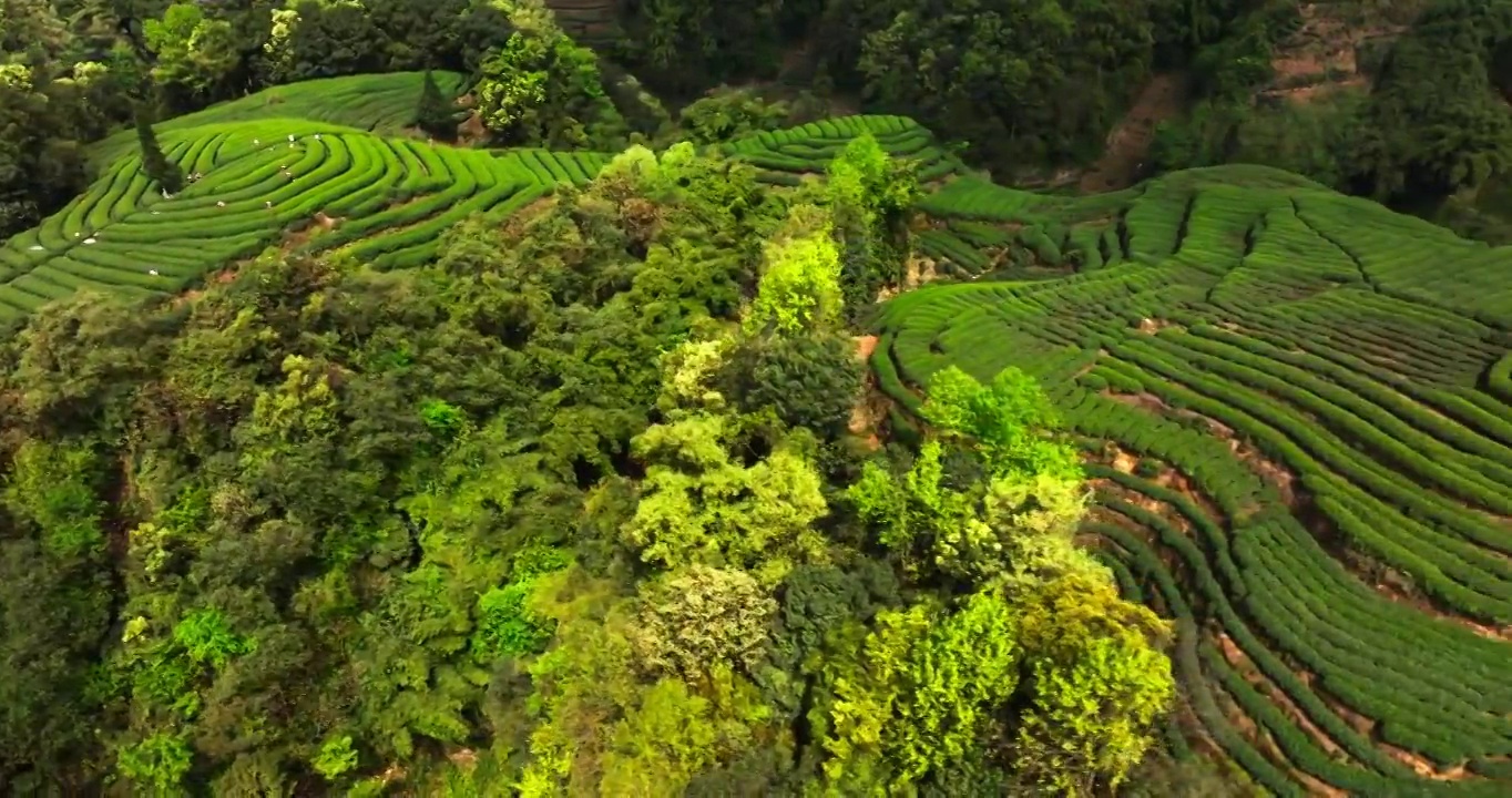 茶农在春天的茶园采摘新鲜茶叶视频素材