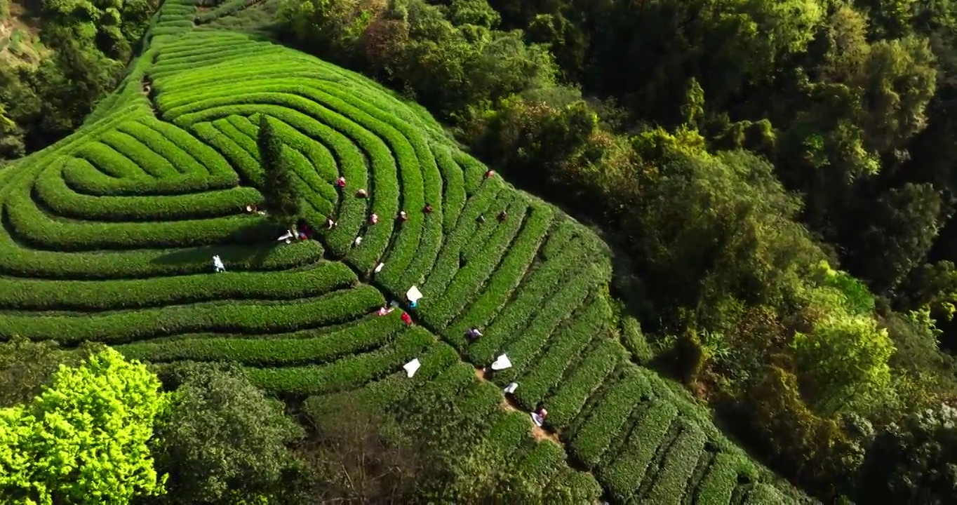 茶农在春天的茶园采摘新鲜茶叶视频素材