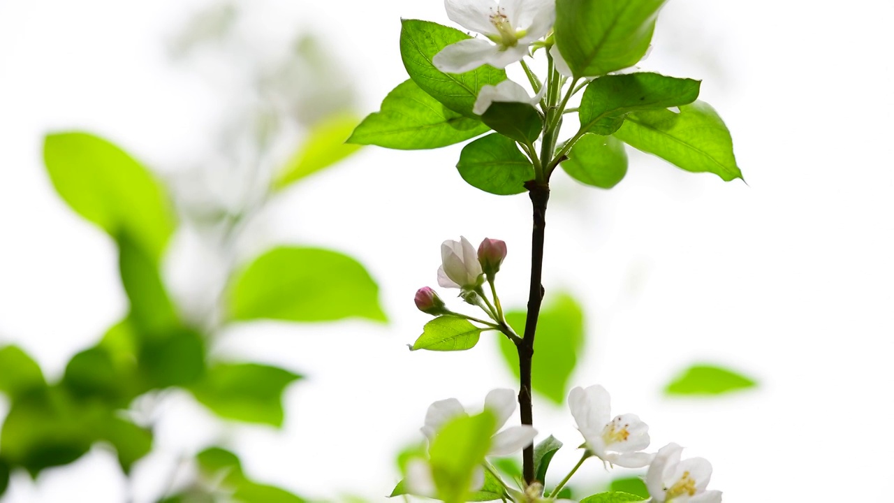 花红果花绽放视频素材