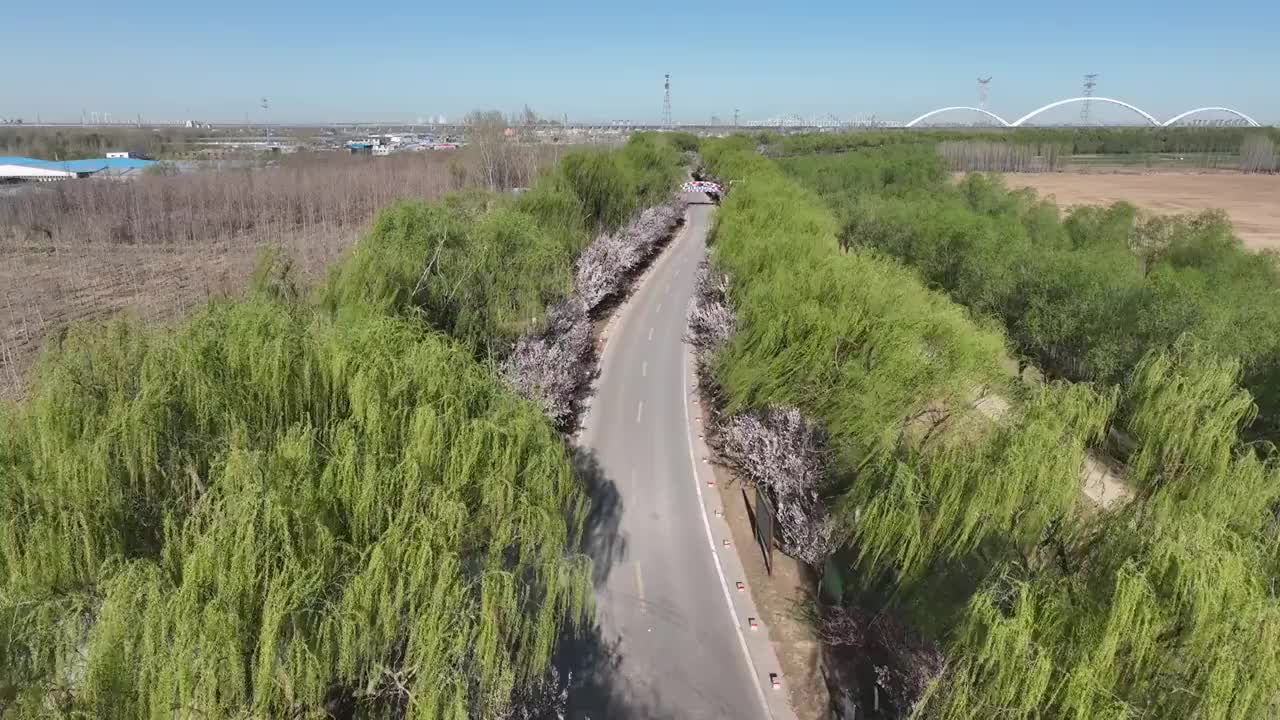 航拍济南黄河大堤樱花大道视频素材