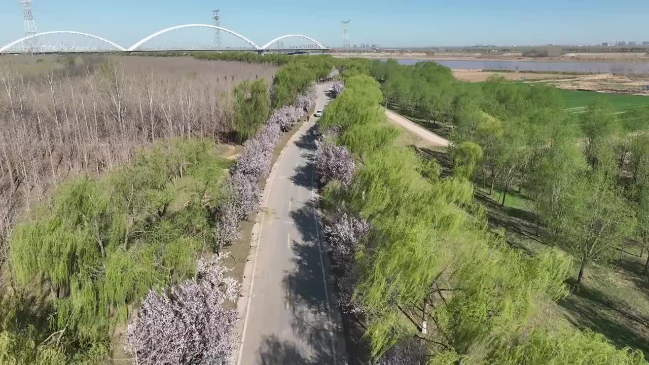 航拍济南黄河大堤樱花大道视频素材