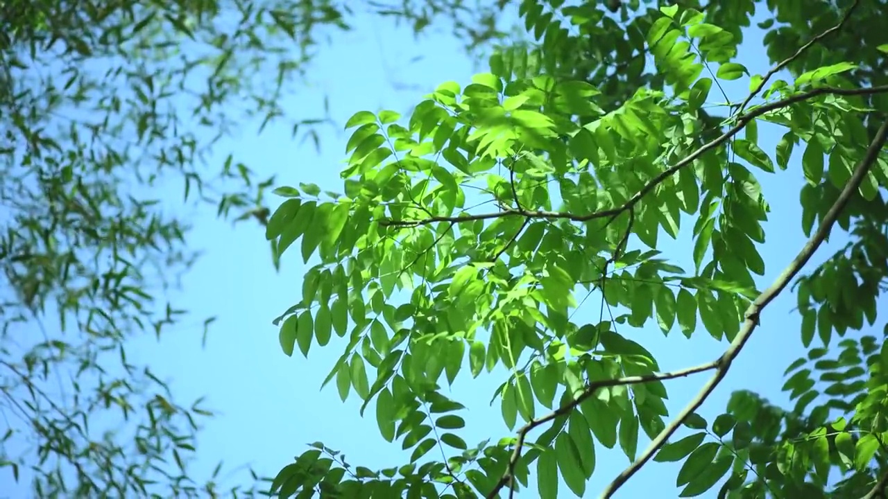 玉林市北流生态视频素材