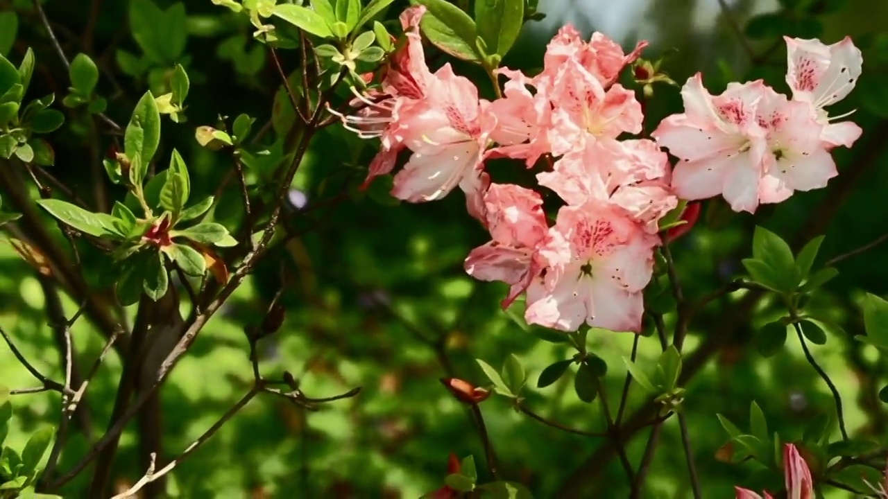 杜鹃花视频素材