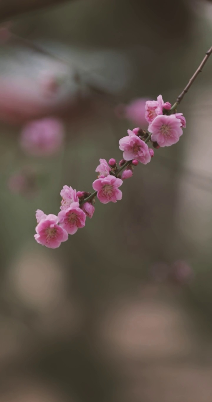 北京春天的山樱视频素材