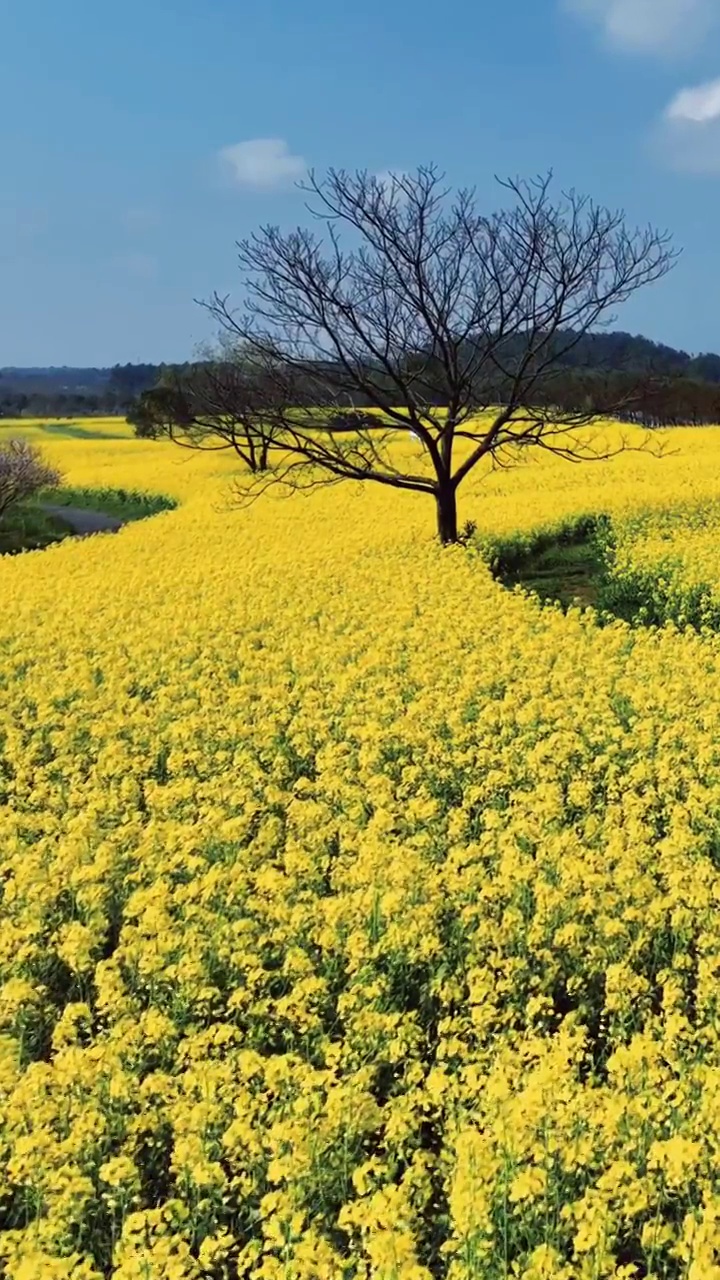 春天油菜花海，江苏南京高淳国际慢城油菜花视频素材