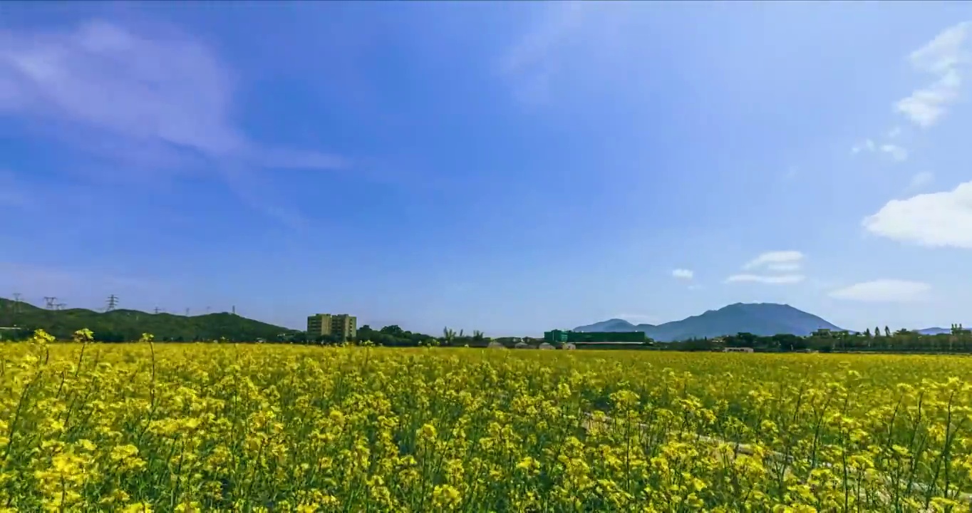 春天盛开的油菜花海视频下载