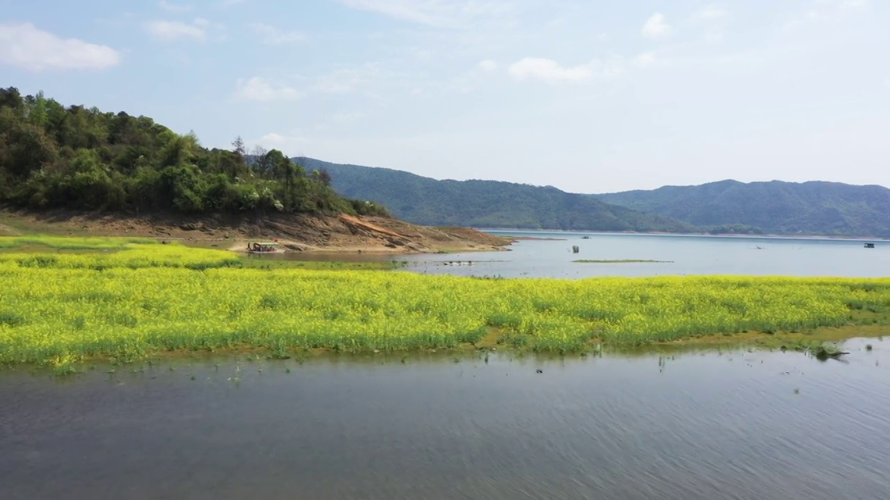 春天阳光下桂林公平湖畔盛开的油菜花视频素材