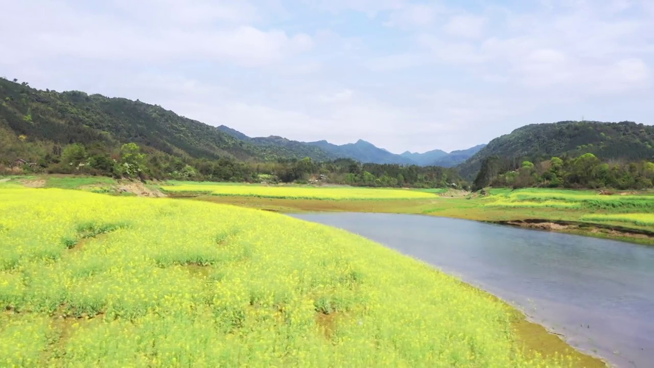 春天阳光下桂林公平湖畔盛开的油菜花视频素材