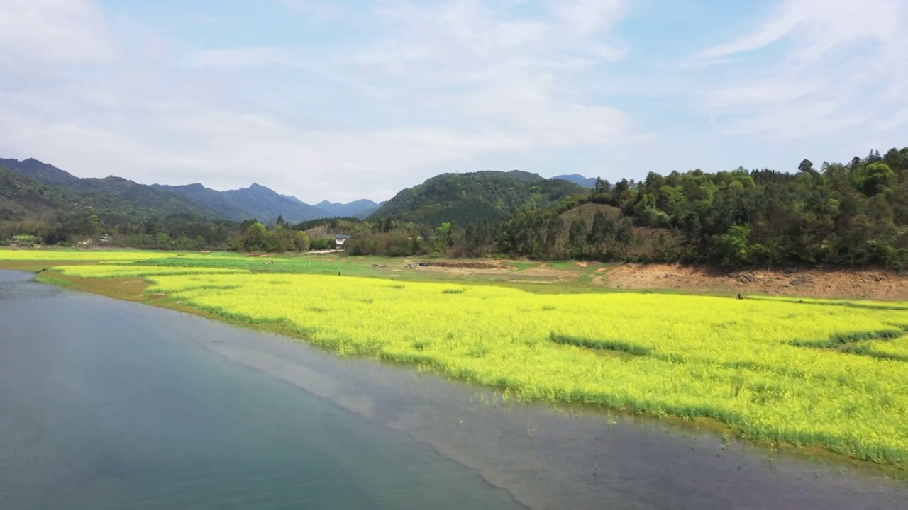 春天阳光下桂林公平湖畔盛开的油菜花视频素材