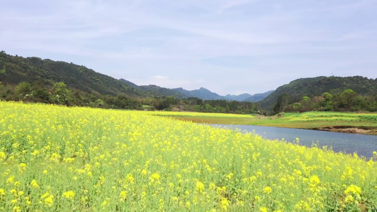 春天阳光下桂林公平湖畔盛开的油菜花视频素材