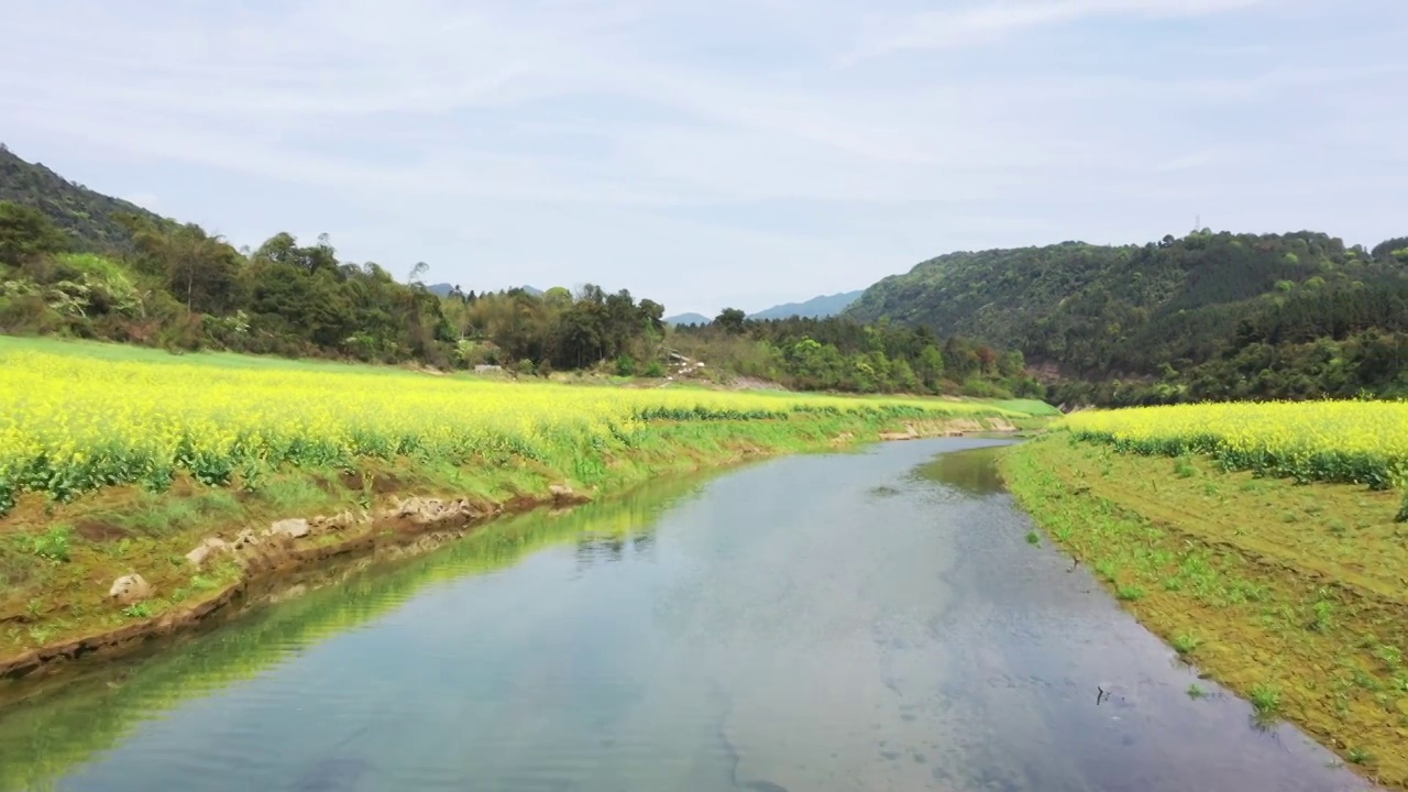 春天阳光下桂林公平湖畔盛开的油菜花视频素材